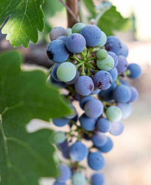 grape cluster veraison