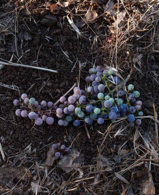 vineyards cluster dirt veraison